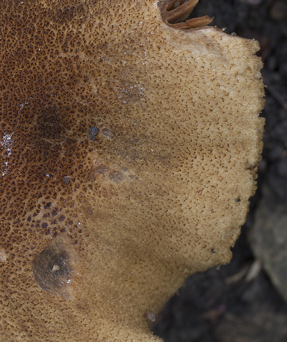 Cortinarius melanotus